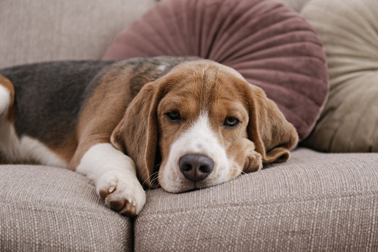 6 Ways to Remove Dog Urine Odor From a Couch Hunker