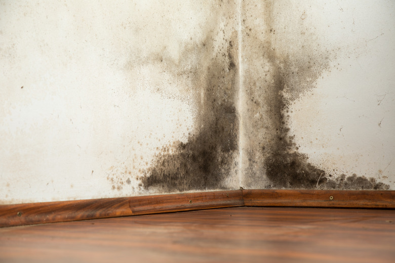 Black mould on a wet wall