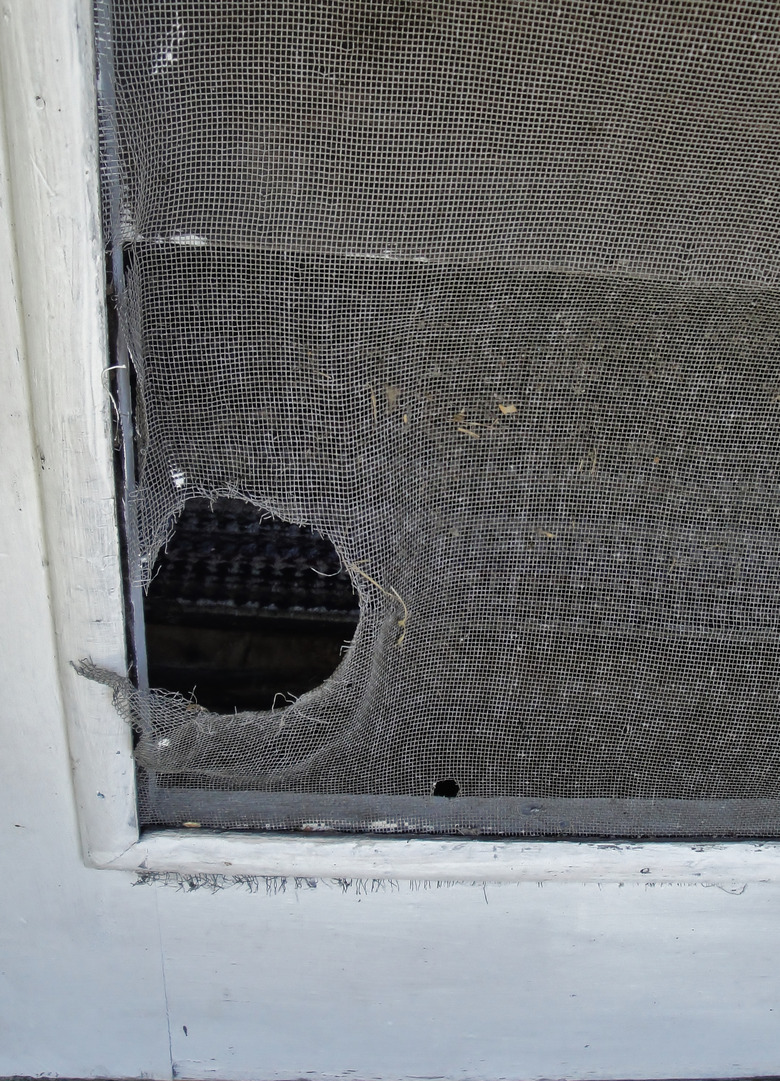 Hole in screen door.