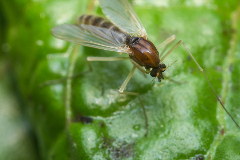 Sand fly gnat.