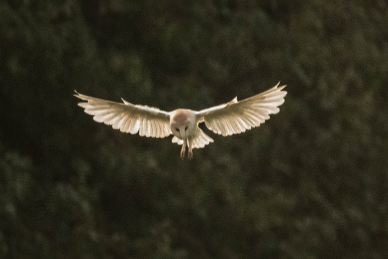 Barn owl bird of prey in flight at sunset or dusk.