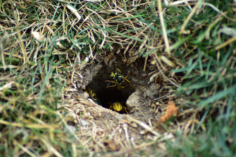 Yellow jackets leaving nest.