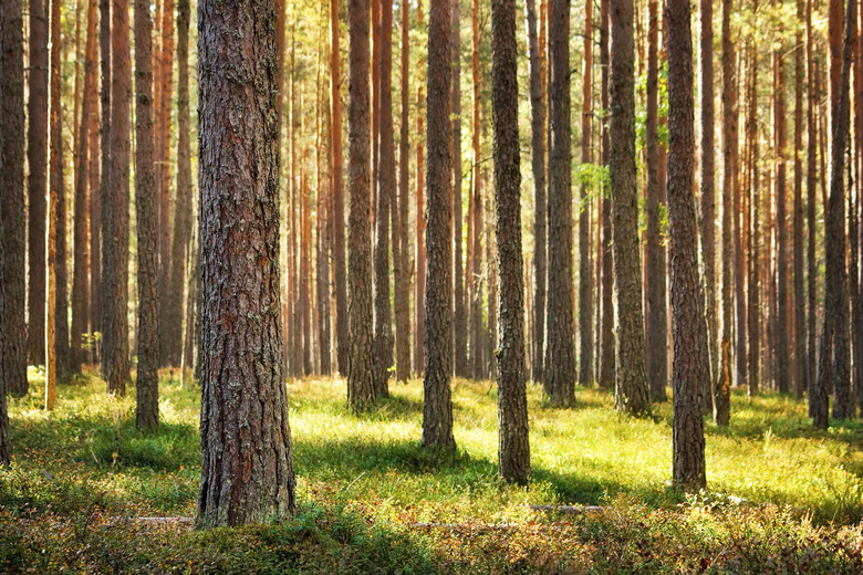 Pine forest