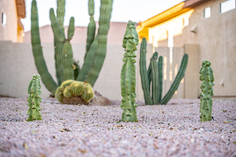 Row of cactus plants growing in a lawn