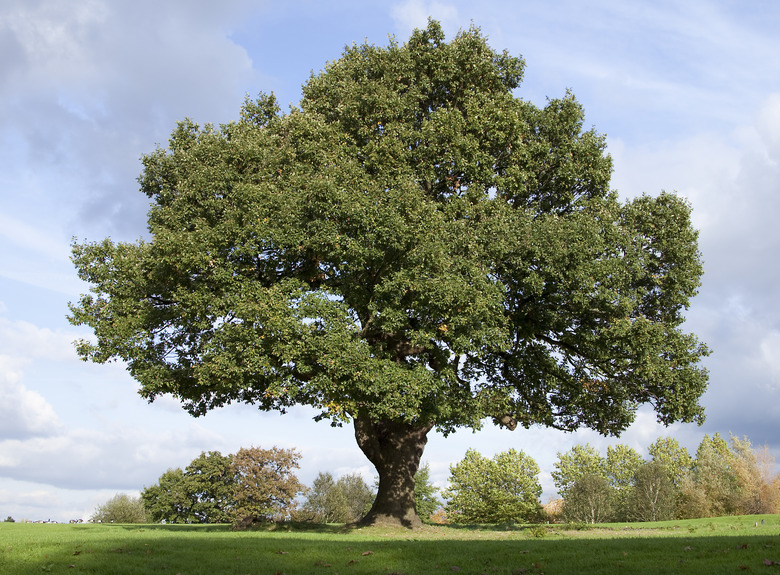 Mighty Oak