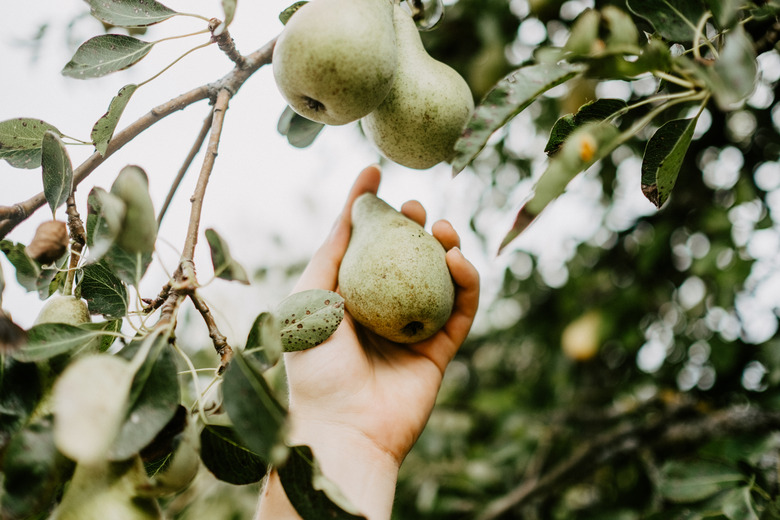 Pears growing on the tree.