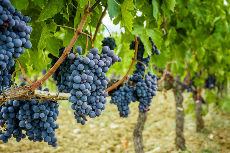 Ripe grapes in fall