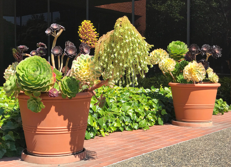 pair of succulent gardens