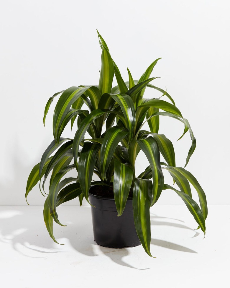 A Hawaiian Sunshine plant on a white backdrop