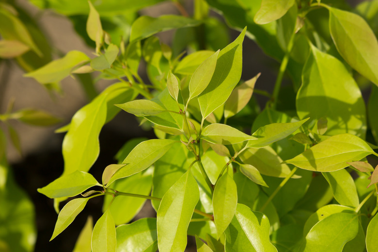 Leaf of Cinnamomum camphora tree