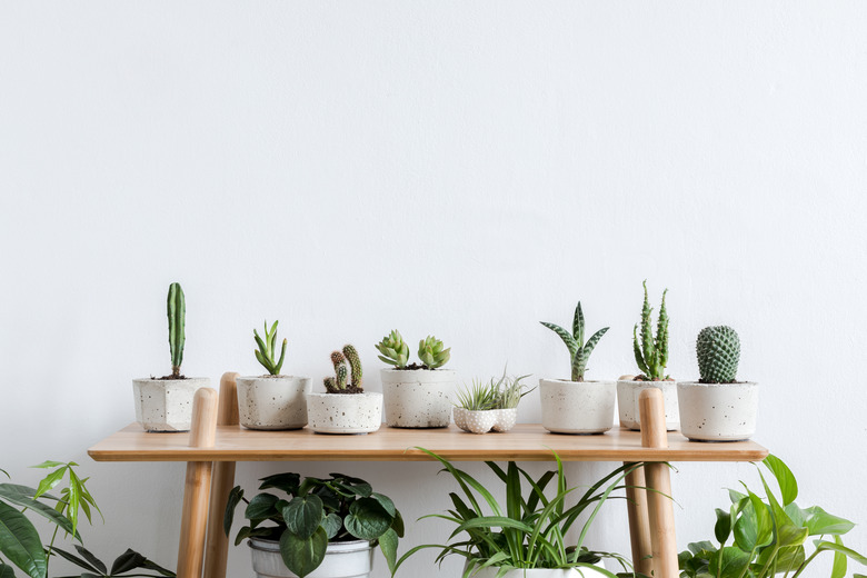 Scandinavian room interior with plants, cacti and succulents composition in design and hipster pots on the brown shelf. White walls. Modern and floral concept of home garden. Nature love.