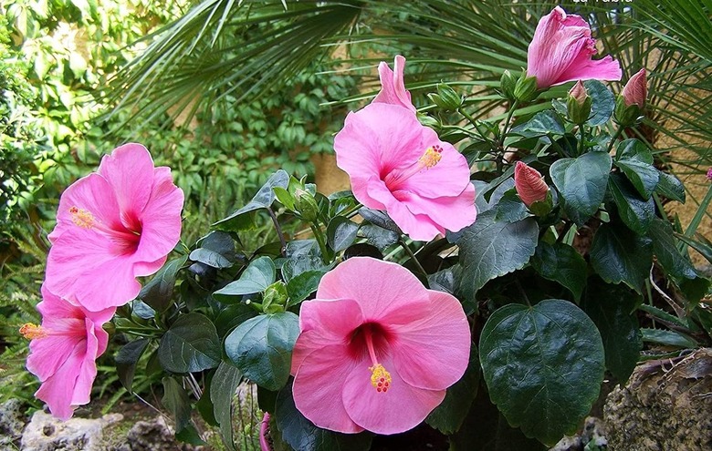 Hibiscus Rosa-sinensis 