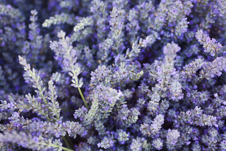 Purple Lavender Flower Herb and Spice Background Texture