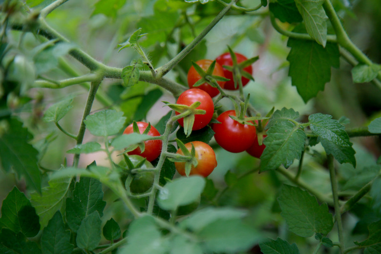 tomato plantation in bahia