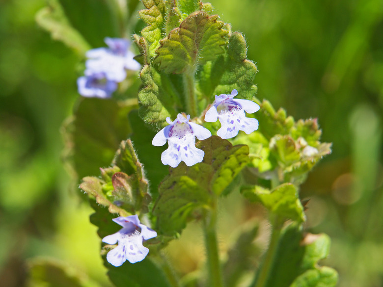 Blue flowers of Ground Ivy, Glechoma hederacea