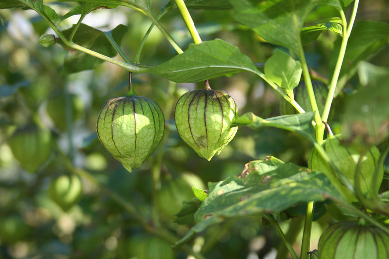 Fresh Organic Tomatillo Growing in Garden Shallow DOF