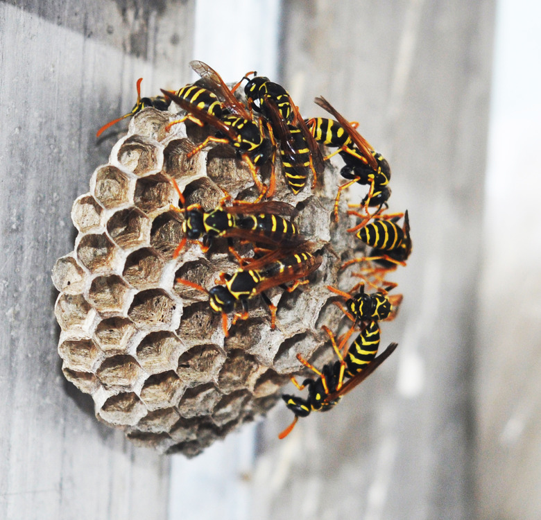 Yellow Fly Repellent | Hunker