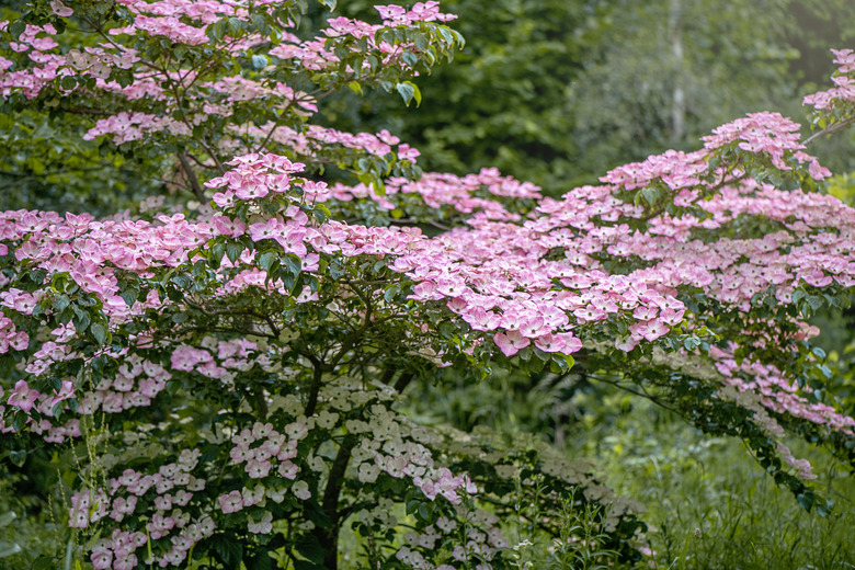 Beautiful pink summer flowers of Cornus kousa 