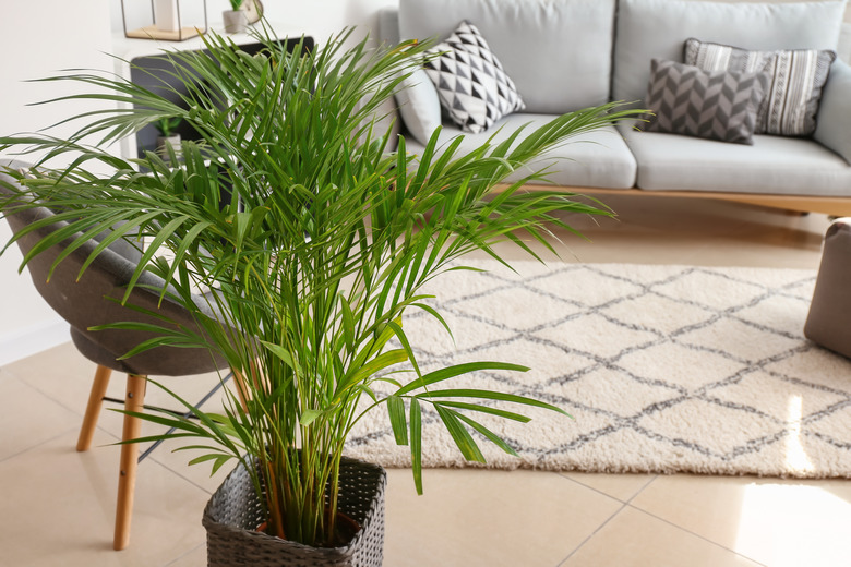 Decorative Areca palm in interior of room