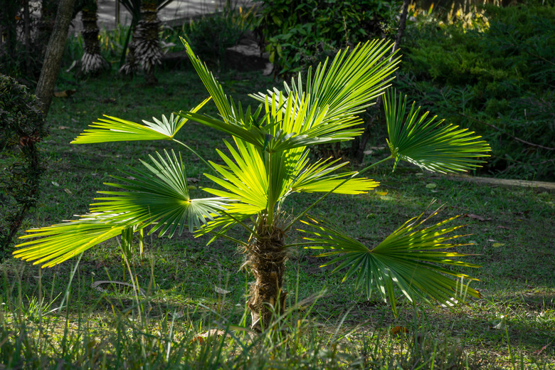 Young Chinese windmill palm (Trachycarpus fortunei) or Chusan palm in city park of Sochi. Close-up of beautiful green leaves