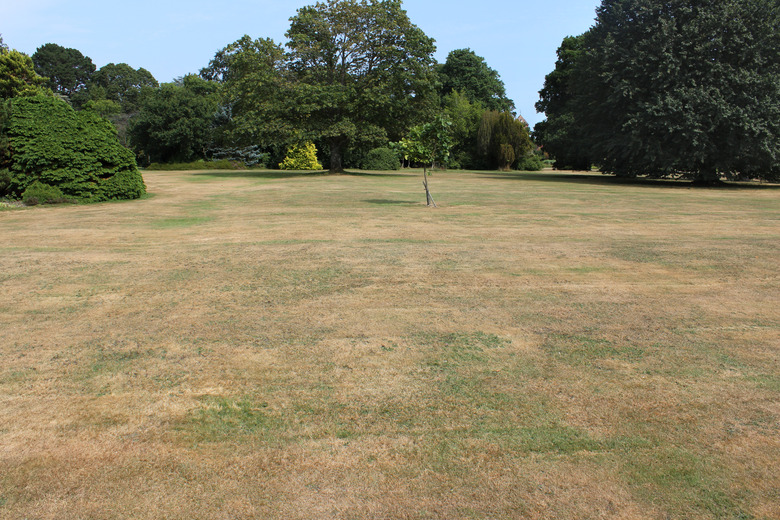 Dead grass on brown lawn, drought, hot dry summer weather