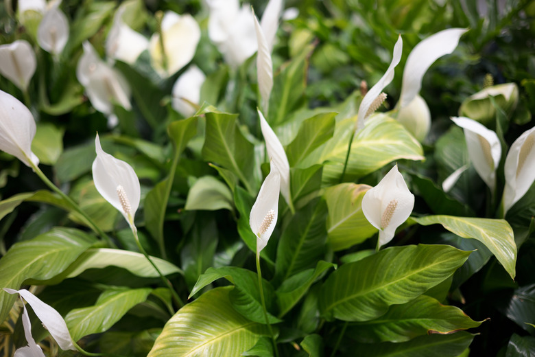 peace lilies