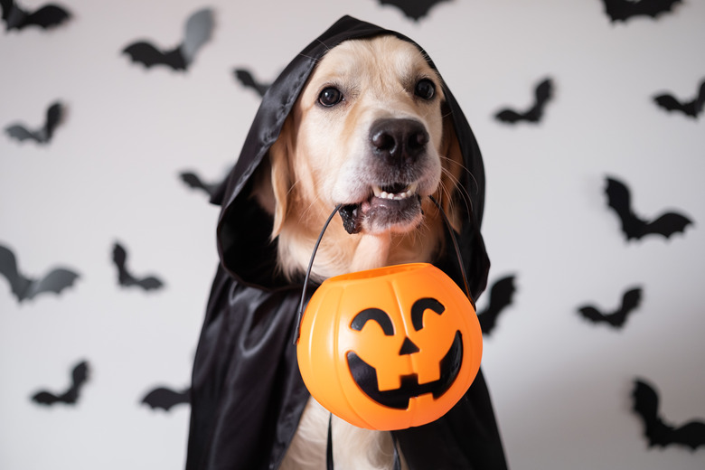 A dog dressed in a witch costume for Halloween. A golden retriever sits on a white background with bats and holds a candy pumpkin-shaped bucket in his teeth.