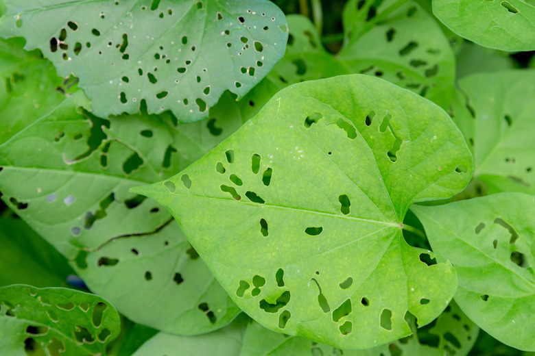 Bug Eaten Leaves