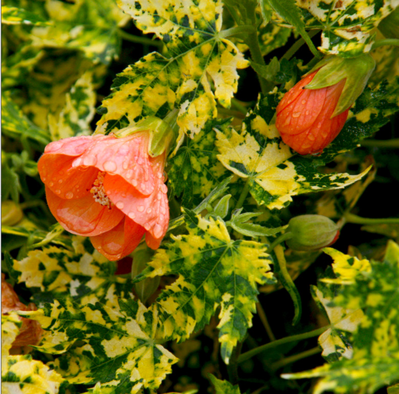 Flowering Maple