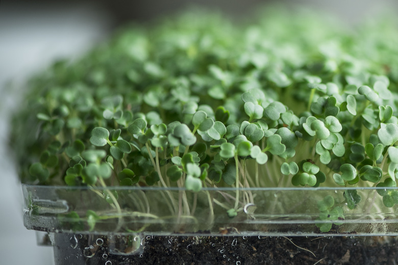 Micro Greens