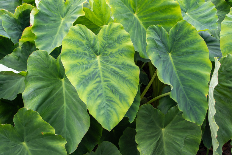 Taro or kalo or colocasia esculenta edible plants in the vegetable garden