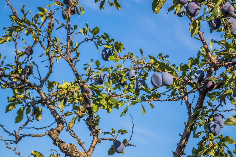 Ripe plums on a tree branch in the orchard. Organic farm or home garden