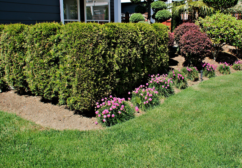 Cedar Hedge Corner