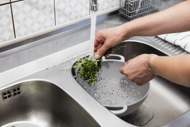 Washing oregano (Origanum vulgare)