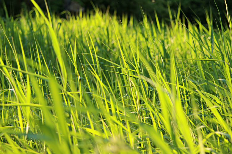 Tall Green Grass