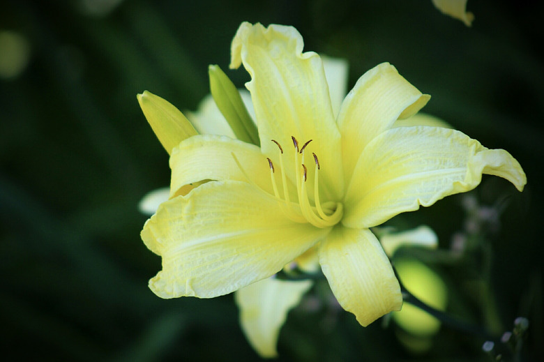 Close-Up Of Day Lily Blooming Outdoors