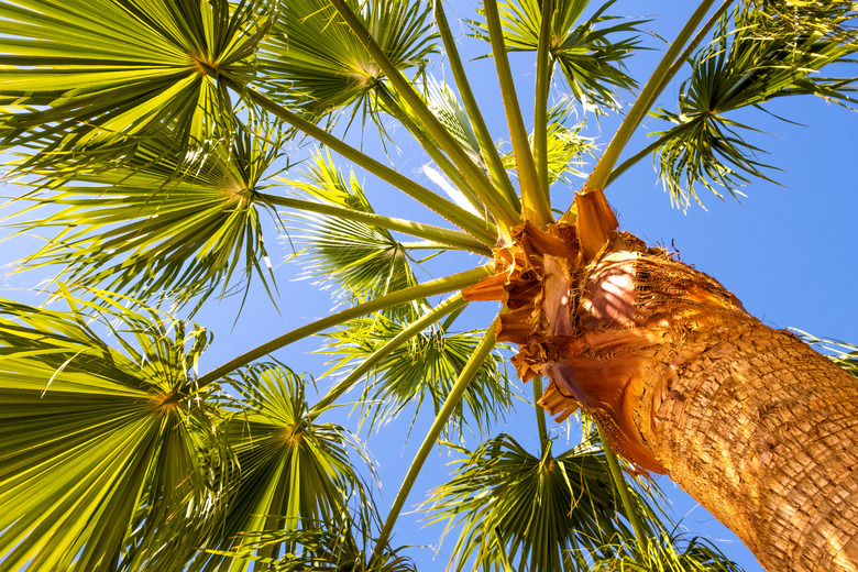 How To Trim Queen Palm Tree Trunks