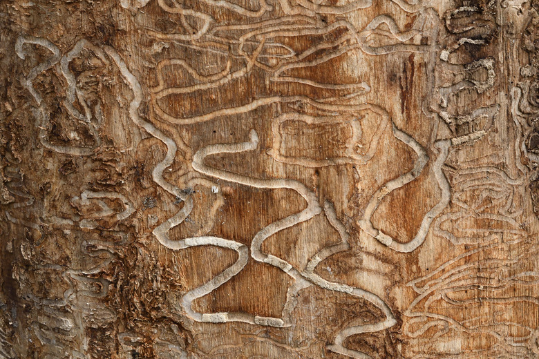 Emerald ash borer trails in ash tree.