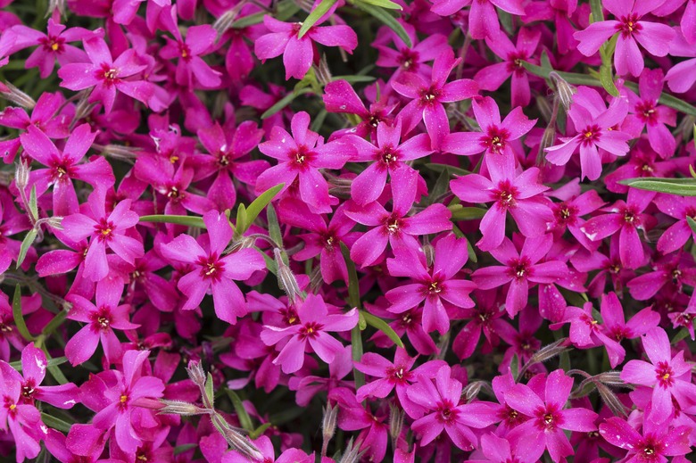 Creeping Phlox (Phlox subulata), also moss phlox, pink, Baden-Wuerttemberg, Germany