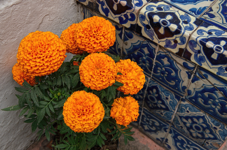 Potted marigold next to an old blue and white tiled outdoor bench.