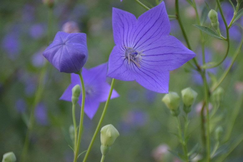 Closeup of balloon flowers.