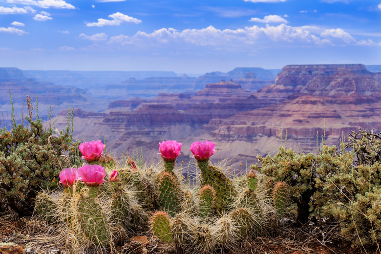 Prickly Pear Cactus Blooms on the Grand Canyon Rim.