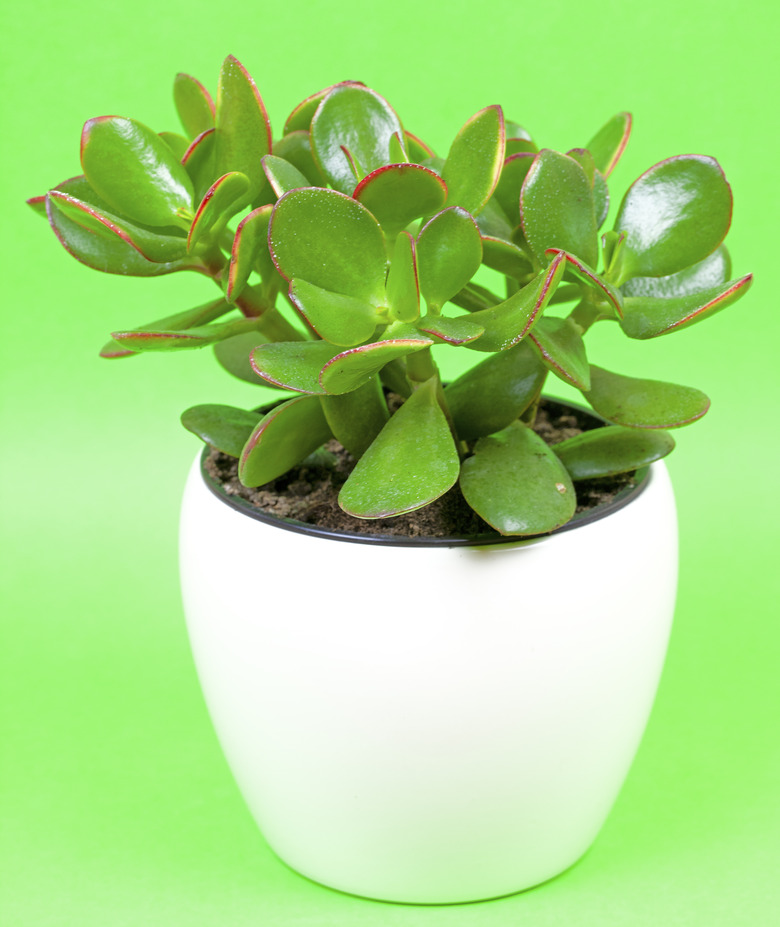 Jade plant, lucky plant, money plant or money tree, (Crassula ovata)