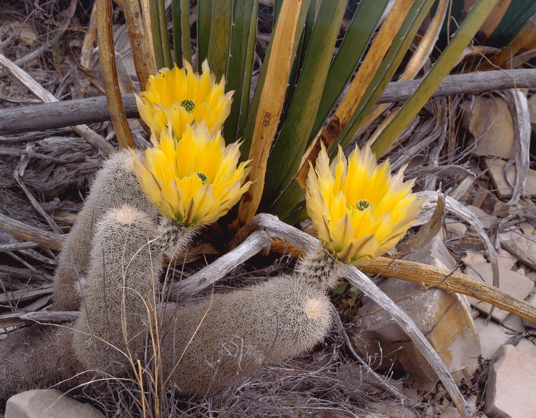 Flowering Rainbow Cactus