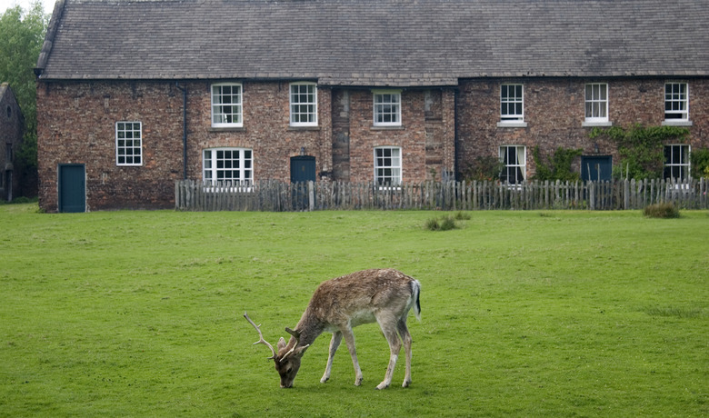 Fallow deer grazing