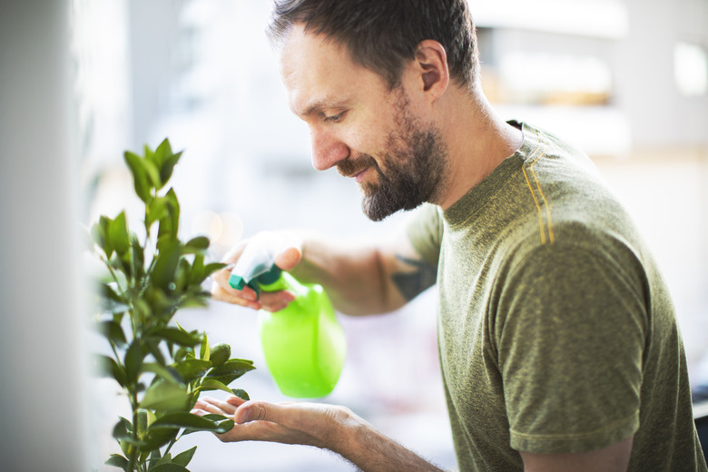 Adult man watering and spraying house plant with water