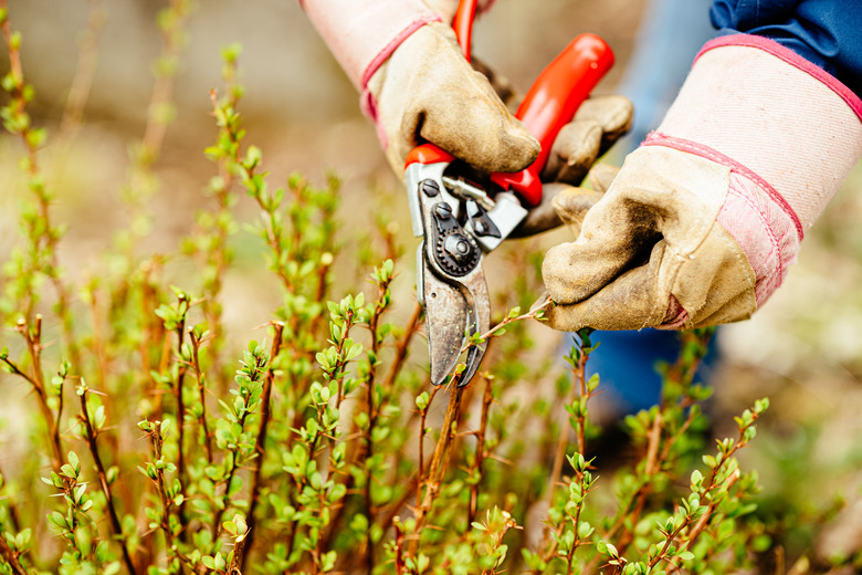 Pruning berberis shrubs.