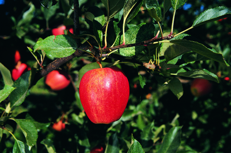 Ripe apple on tree