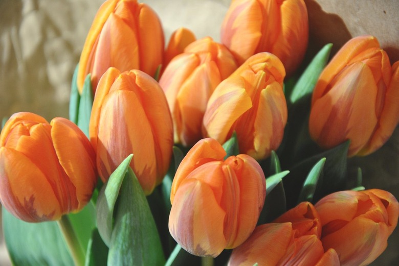 Orange tulips