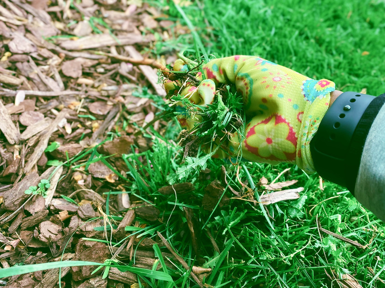 Woman Removes Weeds from Garden Bed